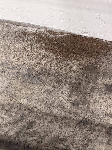Pest Control Service Pacific Beach San Diego Ca Suncoast Pest Management Updates 9 28 2026 3