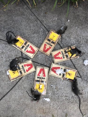 Pest-control-service-la-jolla-ca-suncoast-pest-management-gallery-images-8-25-2025-18 (1)