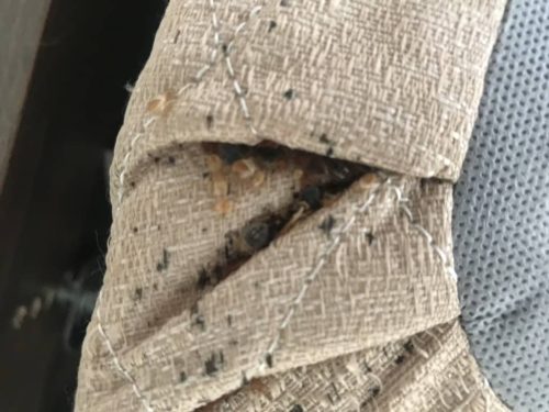 Pest-control-service-la-jolla-ca-suncoast-pest-management-gallery-images-8-25-2025-19 (1)