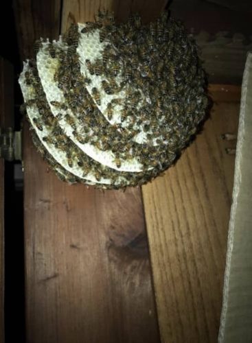 Pest-control-service-la-jolla-ca-suncoast-pest-management-gallery-images-8-25-2025-1 (1)