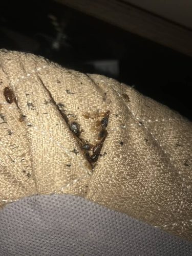 Pest-control-service-la-jolla-ca-suncoast-pest-management-gallery-images-8-25-2025-20