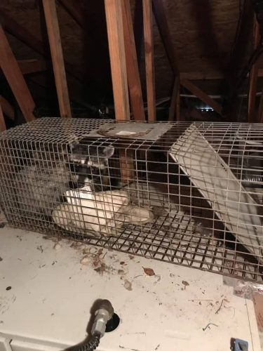 Pest-control-service-la-jolla-ca-suncoast-pest-management-gallery-images-8-25-2025-22