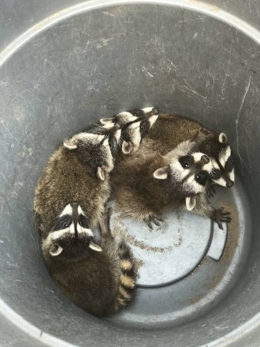 Pest-control-service-la-jolla-ca-suncoast-pest-management-gallery-images-8-25-2025-27 (1)