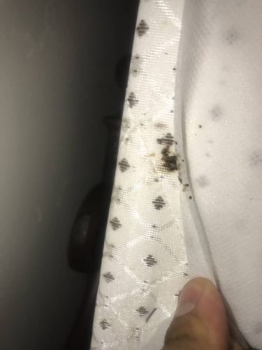 Pest-control-service-la-jolla-ca-suncoast-pest-management-gallery-images-8-25-2025-29 (1)