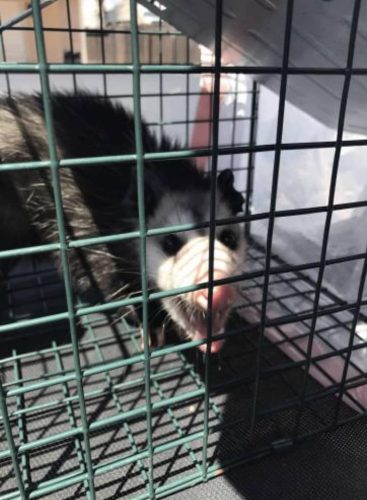 Pest-control-service-la-jolla-ca-suncoast-pest-management-gallery-images-8-25-2025-3 (1)