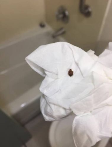 Pest-control-service-la-jolla-ca-suncoast-pest-management-gallery-images-8-25-2025-4 (1)