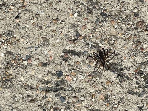 Pest-control-service-la-jolla-ca-suncoast-pest-management-gallery-images-8-25-2025-51 (1)