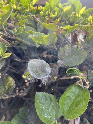 Pest-control-service-la-jolla-ca-suncoast-pest-management-gallery-images-8-25-2025-52 (1)