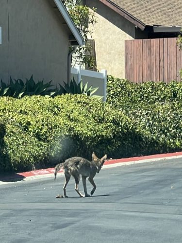 Pest-control-service-la-jolla-ca-suncoast-pest-management-gallery-images-8-25-2025-54