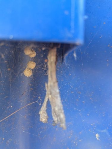 Pest-control-service-la-jolla-ca-suncoast-pest-management-gallery-images-8-25-2025-58