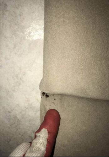 Pest-control-service-la-jolla-ca-suncoast-pest-management-gallery-images-8-25-2025-5 (1)