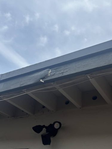 Pest-control-service-la-jolla-ca-suncoast-pest-management-gallery-images-8-25-2025-60