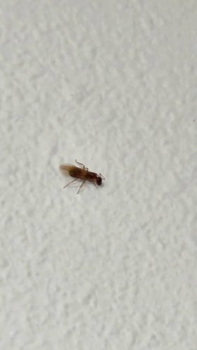 Pest-control-service-la-jolla-ca-suncoast-pest-management-gallery-images-8-25-2025-62 (1)