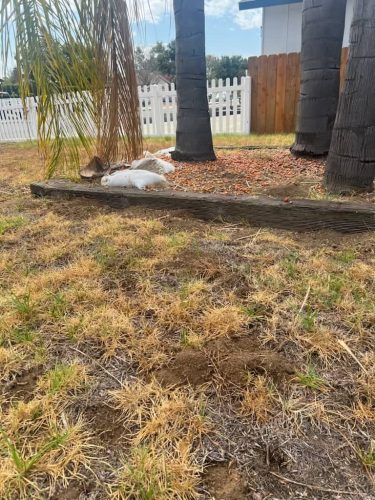 Pest-control-service-la-jolla-ca-suncoast-pest-management-gallery-images-8-25-2025-64 (1)