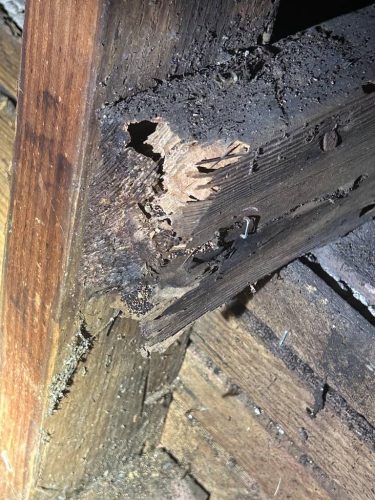 Pest-control-service-la-jolla-ca-suncoast-pest-management-gallery-images-8-25-2025-67 (1)