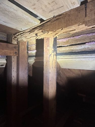 Pest-control-service-la-jolla-ca-suncoast-pest-management-gallery-images-8-25-2025-68
