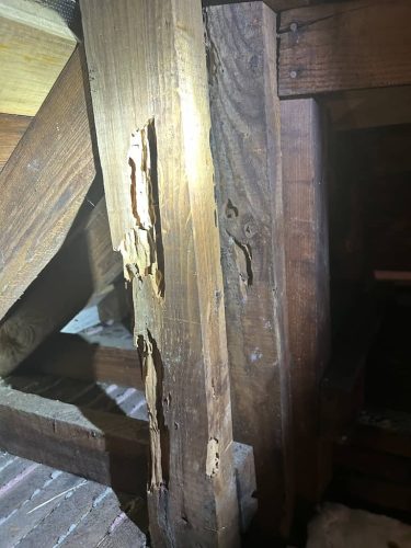 Pest-control-service-la-jolla-ca-suncoast-pest-management-gallery-images-8-25-2025-69 (1)