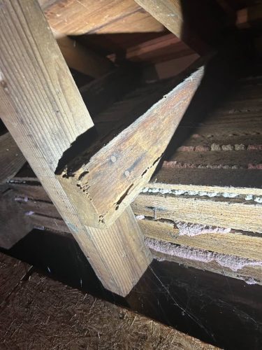 Pest-control-service-la-jolla-ca-suncoast-pest-management-gallery-images-8-25-2025-71 (1)