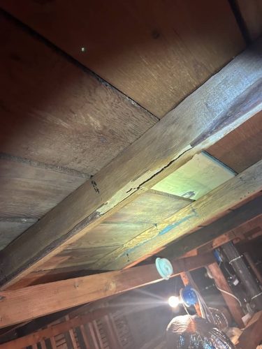 Pest-control-service-la-jolla-ca-suncoast-pest-management-gallery-images-8-25-2025-74 (1)