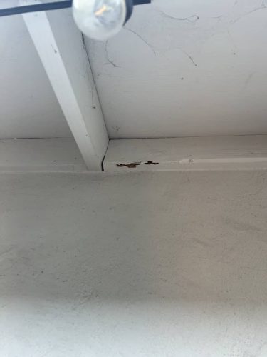 Pest-control-service-la-jolla-ca-suncoast-pest-management-gallery-images-8-25-2025-75 (1)