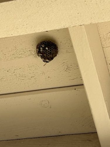 Pest-control-service-la-jolla-ca-suncoast-pest-management-gallery-images-8-25-2025-78 (1)