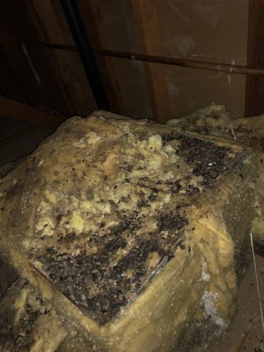 Pest-control-service-la-jolla-ca-suncoast-pest-management-gallery-images-8-25-2025-8