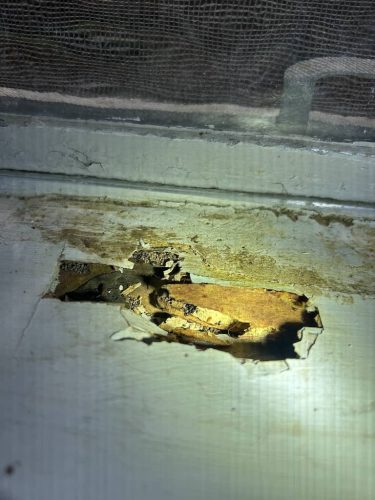 Pest-control-service-la-jolla-ca-suncoast-pest-management-gallery-images-8-25-2025-80 (1)