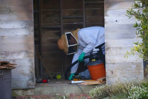 Pest-control-service-la-jolla-ca-suncoast-pest-management-gallery-images-8-25-2025-87 (1)