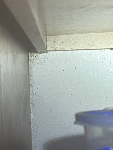 Pest-control-service-la-jolla-ca-suncoast-pest-management-gallery-images-9-1-2025-2