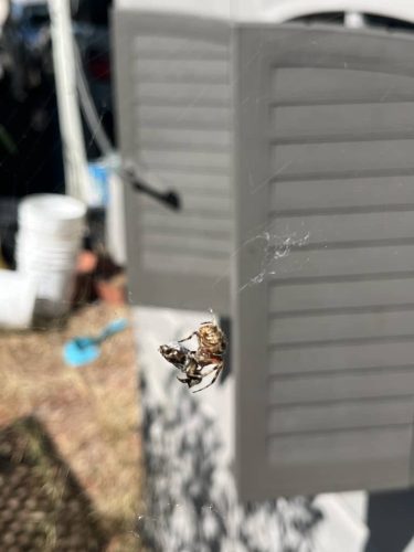 Pest-control-service-la-jolla-ca-suncoast-pest-management-gallery-images-9-1-2025-7