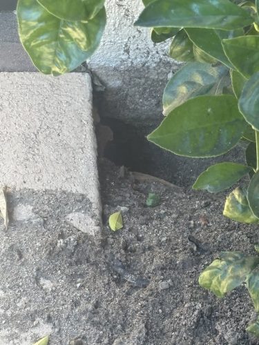 Pest-control-service-la-jolla-ca-suncoast-pest-management-updates-1-12-2026-6