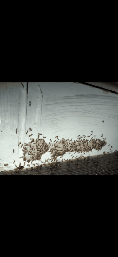 Pest-control-service-la-jolla-ca-suncoast-pest-management-updates-1-12-2026-7