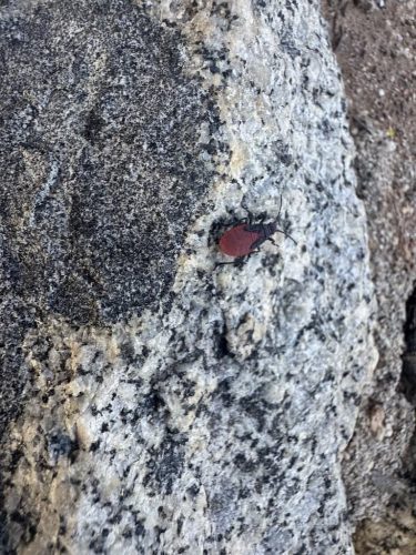 Pest-control-service-la-jolla-ca-suncoast-pest-management-updates-1-26-2025-001