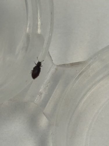 Pest-control-service-la-jolla-ca-suncoast-pest-management-updates-1-26-2025-003