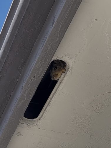 Pest-control-service-la-jolla-ca-suncoast-pest-management-updates-1-26-2025-004