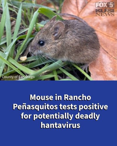 Pest-control-service-la-jolla-ca-suncoast-pest-management-updates-1-26-2025-006