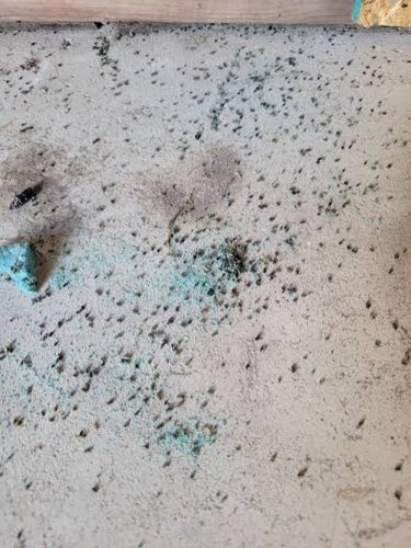 Pest-control-service-la-jolla-ca-suncoast-pest-management-updates-1-26-2025-008