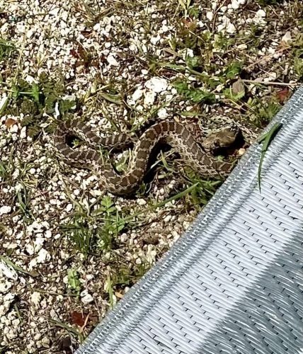 Pest-control-service-la-jolla-ca-suncoast-pest-management-updates-10-13-2025-1