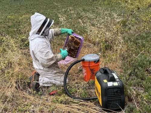 Pest-control-service-la-jolla-ca-suncoast-pest-management-updates-10-13-2025-3