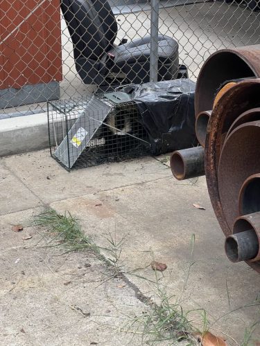 Pest-control-service-la-jolla-ca-suncoast-pest-management-updates-10-13-2025-4