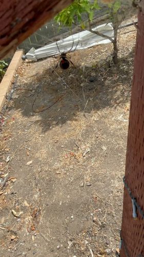 Pest-control-service-la-jolla-ca-suncoast-pest-management-updates-10-13-2025-8