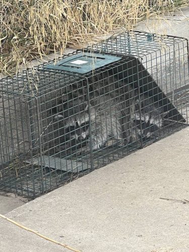 Pest-control-service-la-jolla-ca-suncoast-pest-management-updates-10-20-2025-001