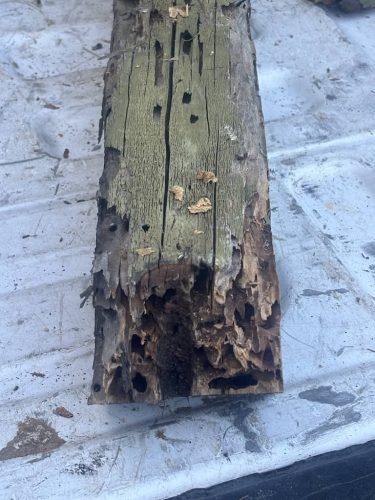 Pest-control-service-la-jolla-ca-suncoast-pest-management-updates-10-20-2025-003