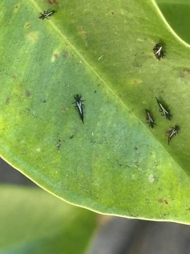 Pest-control-service-la-jolla-ca-suncoast-pest-management-updates-10-20-2025-011