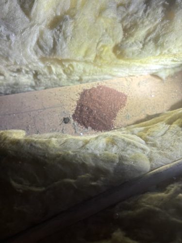 Pest-control-service-la-jolla-ca-suncoast-pest-management-updates-12-22-2025-2