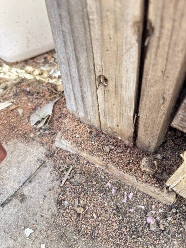 Pest-control-service-la-jolla-ca-suncoast-pest-management-updates-2-1-2026-1