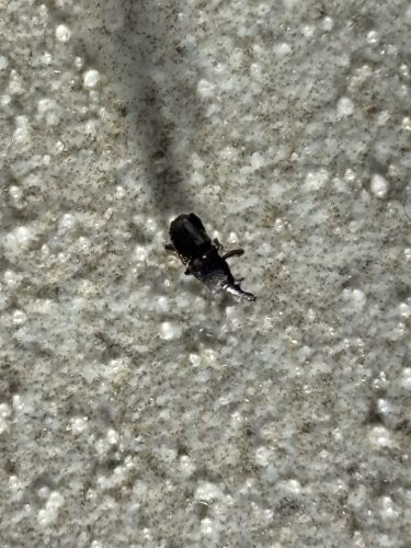 Pest-control-service-la-jolla-ca-suncoast-pest-management-updates-2-16-2026-001