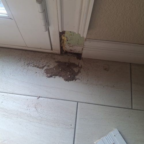 Pest-control-service-la-jolla-ca-suncoast-pest-management-updates-2-16-2026-002