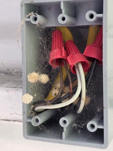 Pest-control-service-la-jolla-ca-suncoast-pest-management-updates-2-16-2026-003