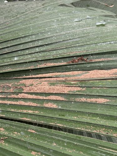 Pest-control-service-la-jolla-ca-suncoast-pest-management-updates-2-16-2026-007